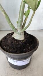 Planta Dobrada 2830 – 30cm – 02 anos - Imagem 5