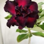 Planta Dobrada 2830 – 30cm – 02 anos