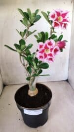 Planta Dobrada 2831 – 40cm – 03 anos - Imagem 2