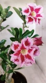 Planta Dobrada 2831 – 40cm – 03 anos