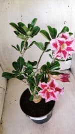 Planta Dobrada 2831 – 40cm – 03 anos - Imagem 4