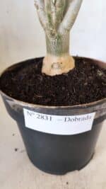 Planta Dobrada 2831 – 40cm – 03 anos - Imagem 7