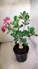 Planta Dobrada 2831 – 40cm – 03 anos - Imagem 5