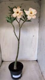 Planta Dobrada 2832 – 30cm – 02 anos - Imagem 8