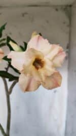 Planta Dobrada 2832 – 30cm – 02 anos - Imagem 5