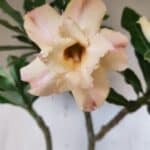 Planta Dobrada 2832 – 30cm – 02 anos