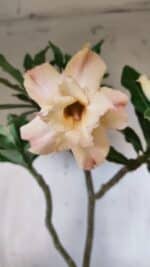 Planta Dobrada 2832 – 30cm – 02 anos