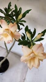 Planta Dobrada 2832 – 30cm – 02 anos - Imagem 4