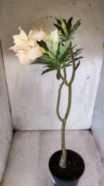 Planta Dobrada 2832 – 30cm – 02 anos - Imagem 7