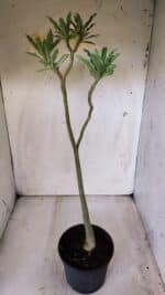 Planta Dobrada 2832 – 30cm – 02 anos - Imagem 6