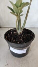 Planta Dobrada 2833 – 30cm – 02 anos - Imagem 7