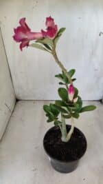 Planta Dobrada 2833 – 30cm – 02 anos - Imagem 6