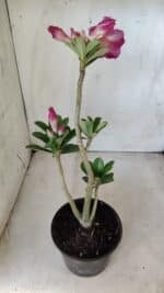 Planta Dobrada 2833 – 30cm – 02 anos - Imagem 5