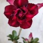 Planta Dobrada 2833 – 30cm – 02 anos