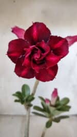 Planta Dobrada 2833 – 30cm – 02 anos