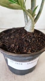 Planta Dobrada 2834 – 30cm – 02 anos - Imagem 8