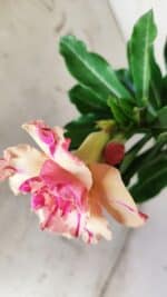 Planta Dobrada 2834 – 30cm – 02 anos - Imagem 5