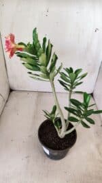 Planta Dobrada 2834 – 30cm – 02 anos - Imagem 7