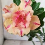 Planta Dobrada 2834 – 30cm – 02 anos