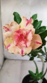 Planta Dobrada 2834 – 30cm – 02 anos