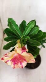 Planta Dobrada 2834 – 30cm – 02 anos - Imagem 4