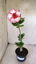 Planta Dobrada 2835 – 30cm – 02 anos - Imagem 2