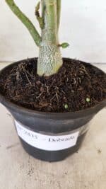 Planta Dobrada 2835 – 30cm – 02 anos - Imagem 6