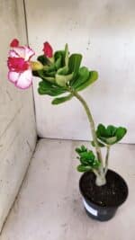 Planta Dobrada 2835 – 30cm – 02 anos - Imagem 5