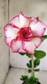 Planta Dobrada 2835 – 30cm – 02 anos