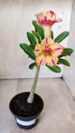 Planta Dobrada 2836 – 30cm – 02 anos - Imagem 2