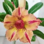 Planta Dobrada 2836 – 30cm – 02 anos