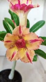 Planta Dobrada 2836 – 30cm – 02 anos