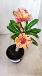 Planta Dobrada 2836 – 30cm – 02 anos - Imagem 4