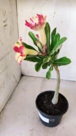 Planta Dobrada 2836 – 30cm – 02 anos - Imagem 6