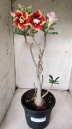 Planta Dobrada 2837 – 45cm – 03 anos - Imagem 2