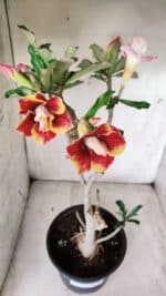 Planta Dobrada 2837 – 45cm – 03 anos - Imagem 6