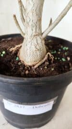 Planta Dobrada 2837 – 45cm – 03 anos - Imagem 11