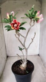 Planta Dobrada 2837 – 45cm – 03 anos - Imagem 10