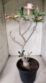 Planta Dobrada 2837 – 45cm – 03 anos - Imagem 9