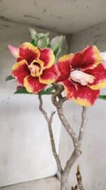 Planta Dobrada 2837 – 45cm – 03 anos - Imagem 8