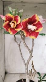 Planta Dobrada 2837 – 45cm – 03 anos - Imagem 7