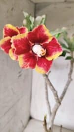 Planta Dobrada 2837 – 45cm – 03 anos - Imagem 4