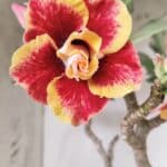 Planta Dobrada 2837 – 45cm – 03 anos