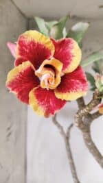 Planta Dobrada 2837 – 45cm – 03 anos