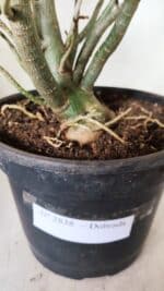 Planta Dobrada 2838 – 45cm – 03 anos - Imagem 10