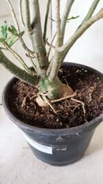 Planta Dobrada 2838 – 45cm – 03 anos - Imagem 9