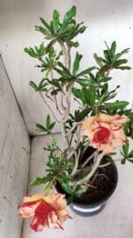 Planta Dobrada 2838 – 45cm – 03 anos - Imagem 4