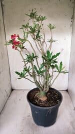 Planta Dobrada 2838 – 45cm – 03 anos - Imagem 7