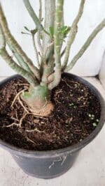 Planta Dobrada 2838 – 45cm – 03 anos - Imagem 6