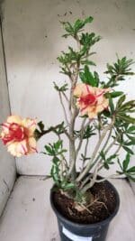 Planta Dobrada 2838 – 45cm – 03 anos - Imagem 5